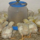 Brojleri mjesečno čime se hraniti